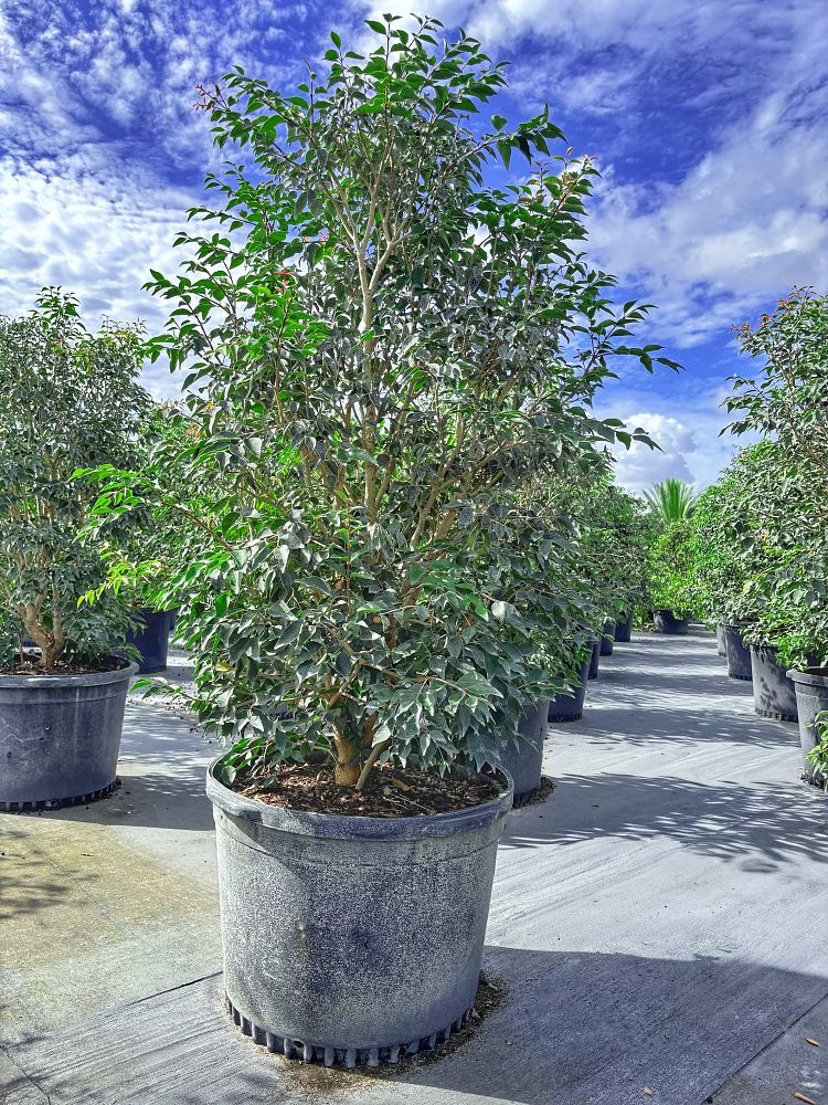 eugenia-rhombea-red-stopper