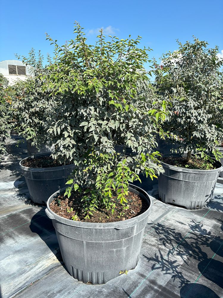 eugenia-rhombea-red-stopper