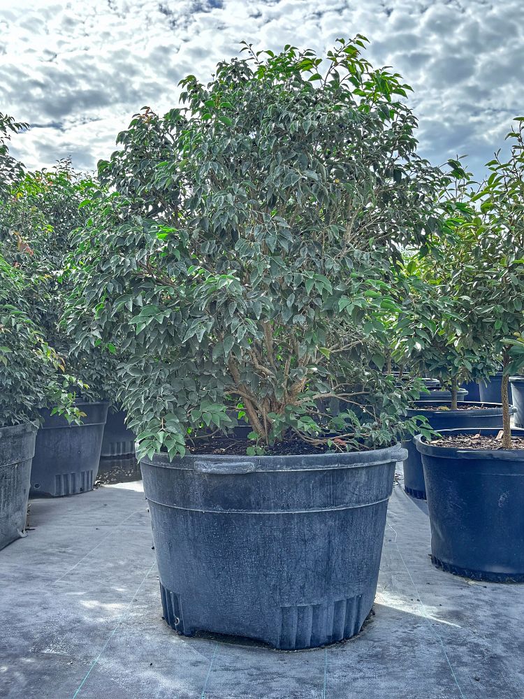 eugenia-rhombea-red-stopper