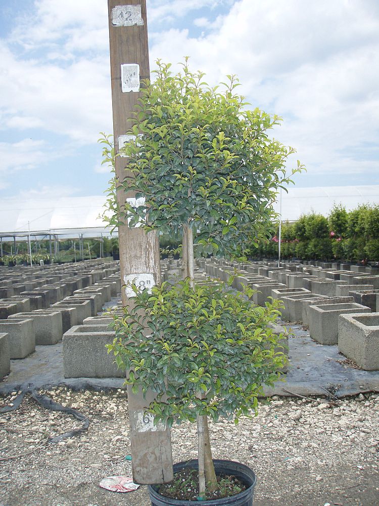 eugenia-sp-topiary