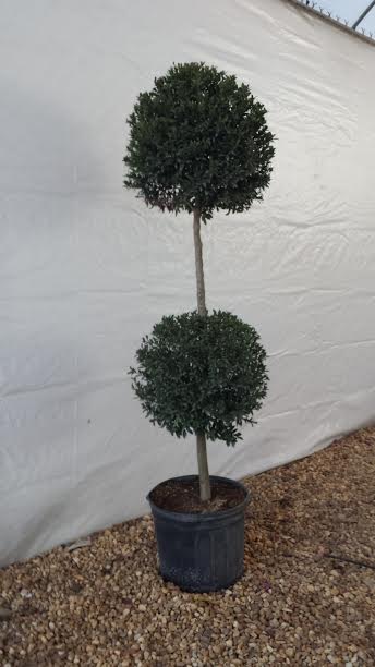 eugenia-sp-topiary