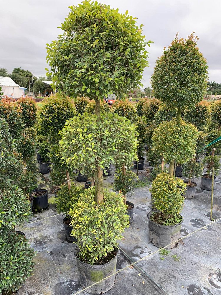 eugenia-sp-topiary