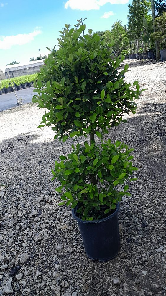 eugenia-sp-topiary