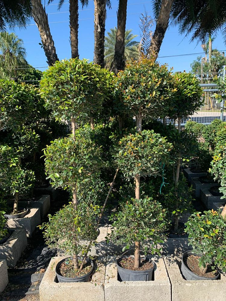 eugenia-sp-topiary