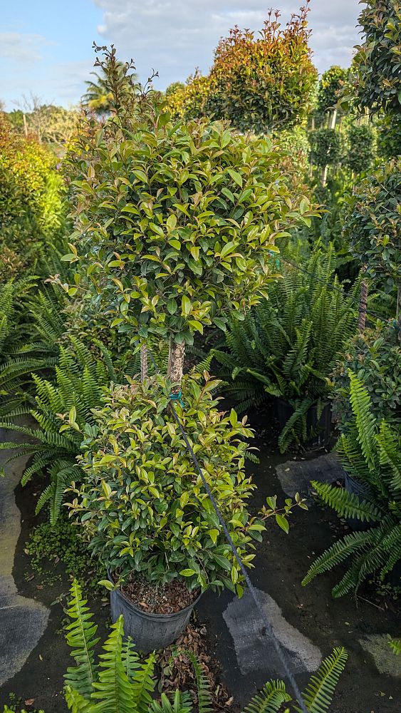 eugenia-sp-topiary