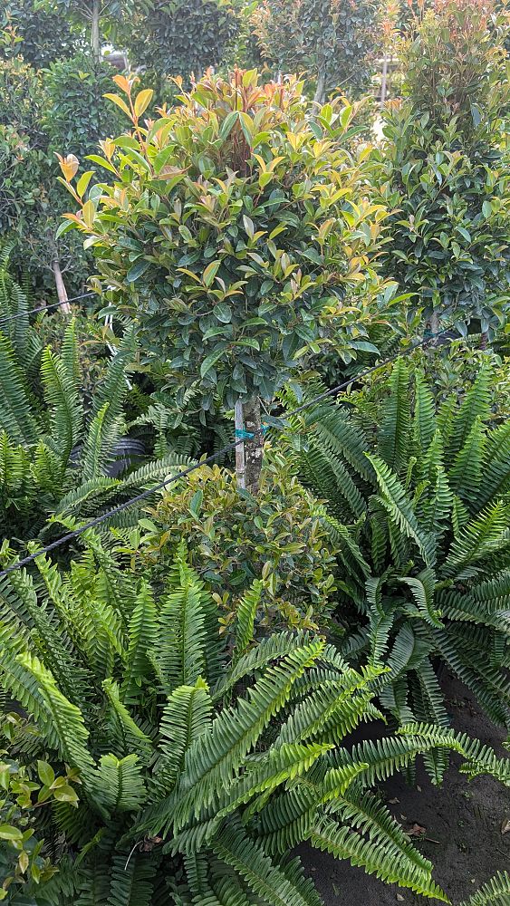 eugenia-sp-topiary