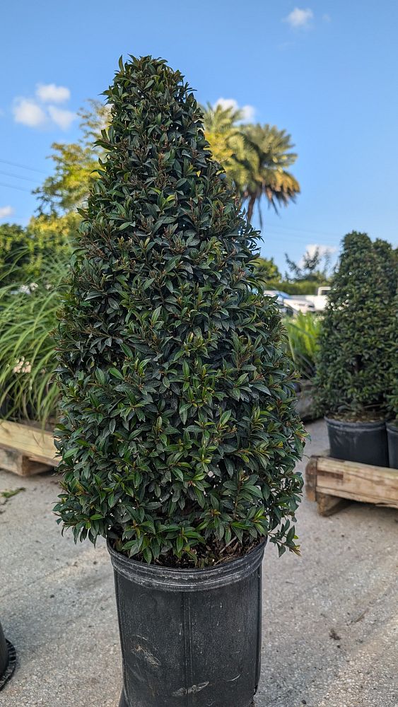 eugenia-sp-topiary