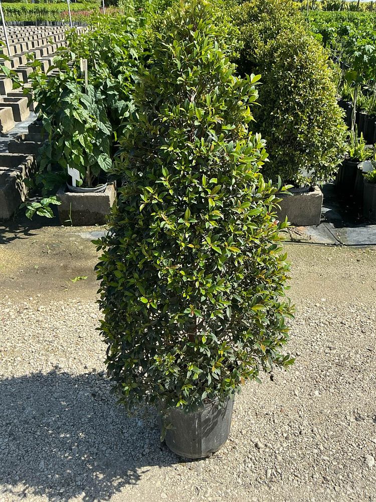 eugenia-sp-topiary