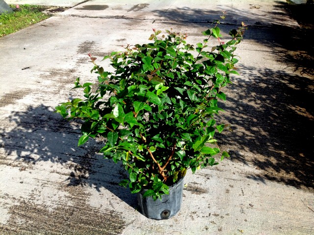 eugenia-uniflora-cherry-hedge-surinam-cherry