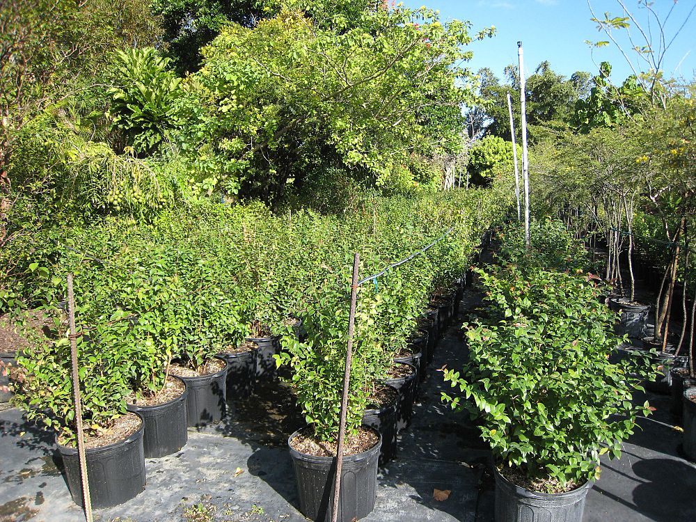 eugenia-uniflora-cherry-hedge-surinam-cherry
