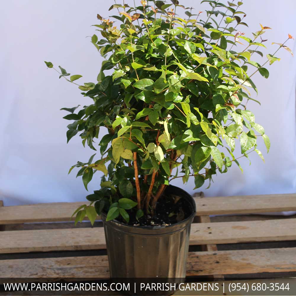 eugenia-uniflora-cherry-hedge-surinam-cherry