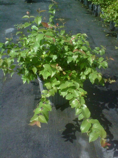 eugenia-uniflora-cherry-hedge-surinam-cherry