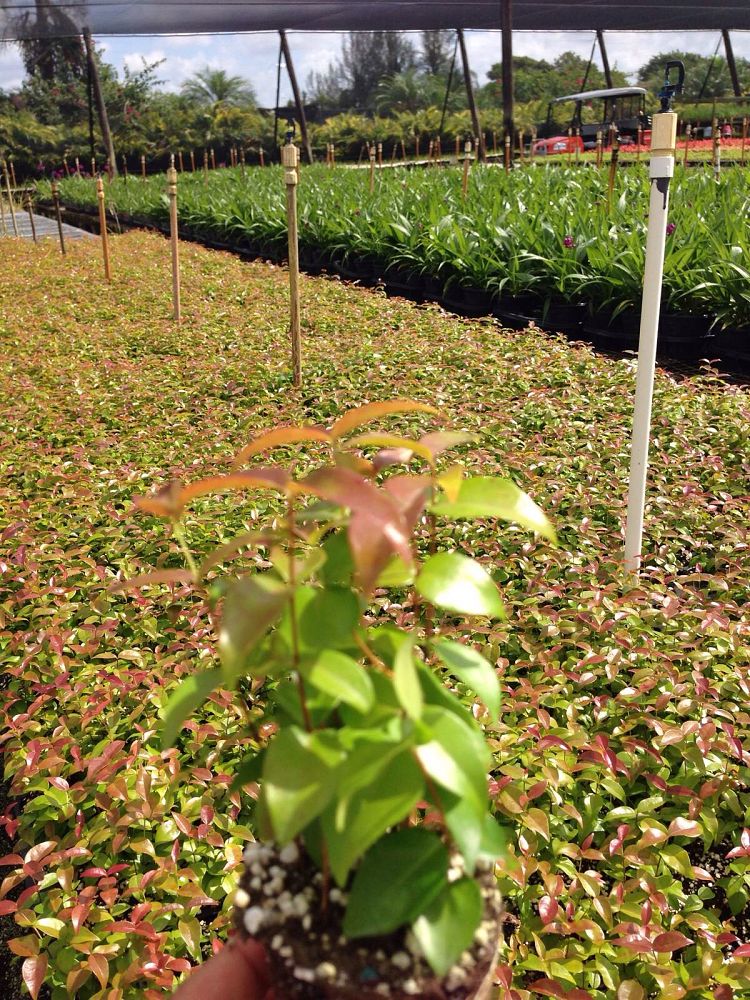 eugenia-uniflora-cherry-hedge-surinam-cherry