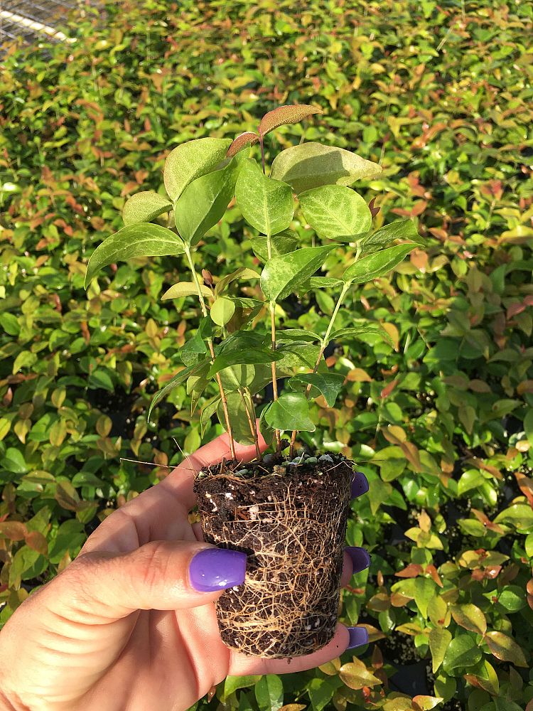 eugenia-uniflora-cherry-hedge-surinam-cherry