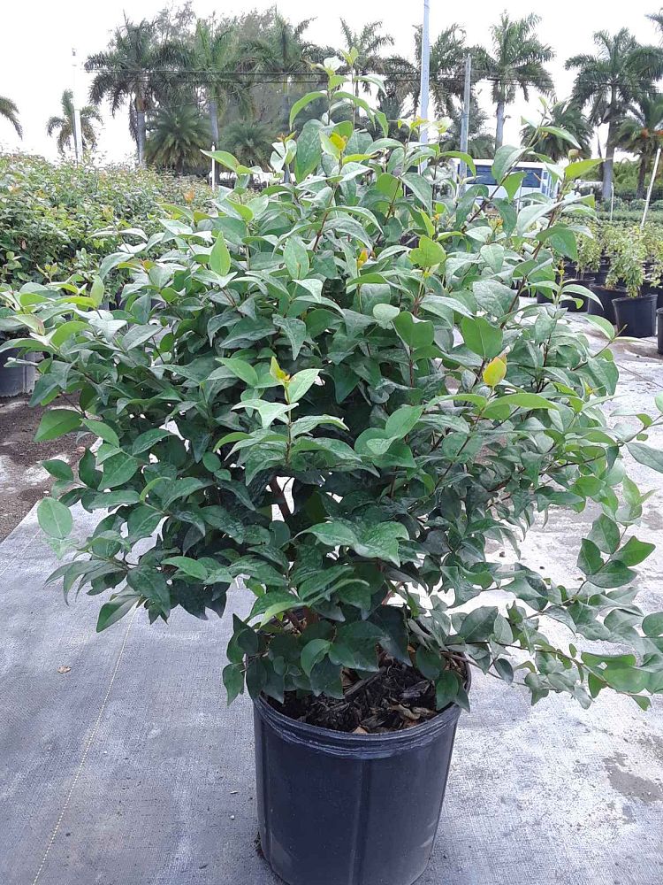 eugenia-uniflora-cherry-hedge-surinam-cherry
