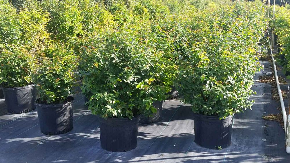 eugenia-uniflora-cherry-hedge-surinam-cherry