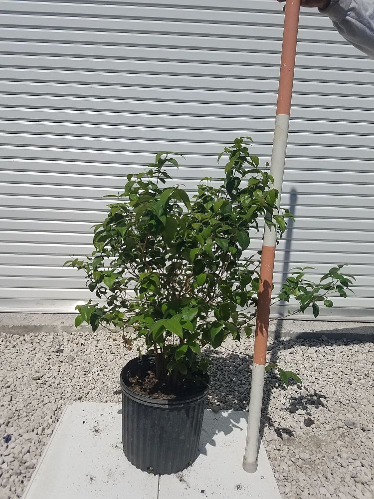 eugenia-uniflora-cherry-hedge-surinam-cherry