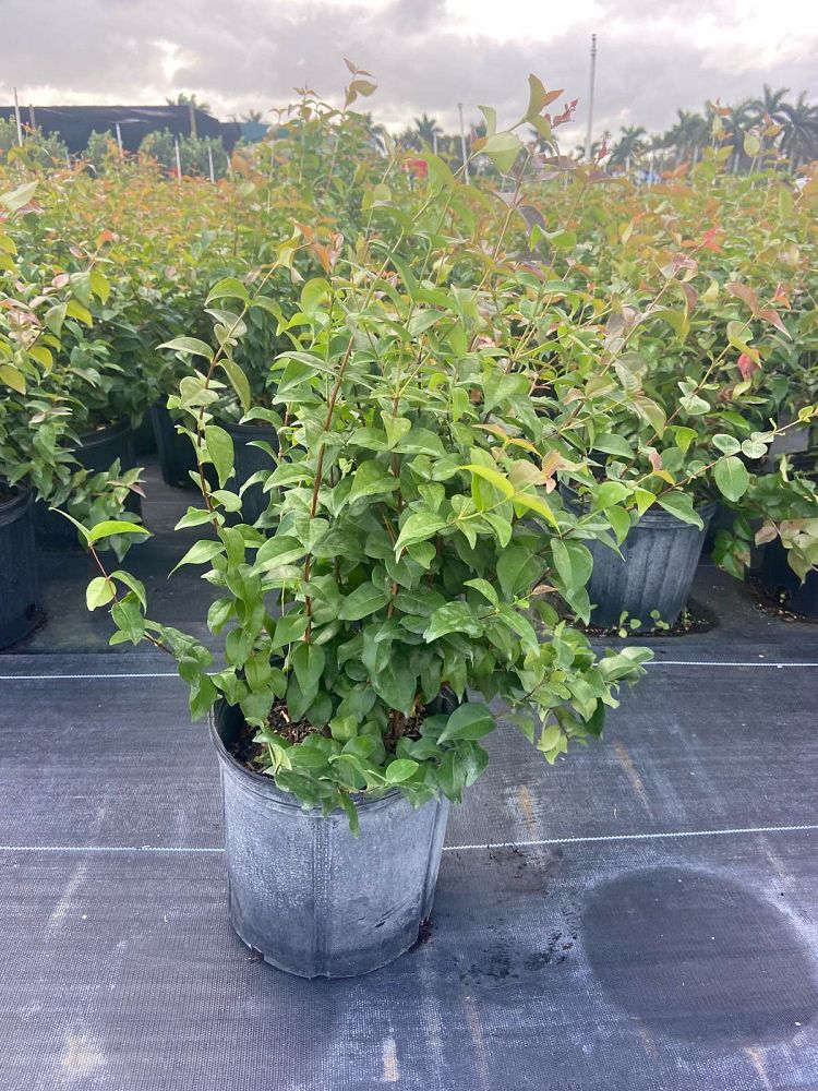 eugenia-uniflora-cherry-hedge-surinam-cherry