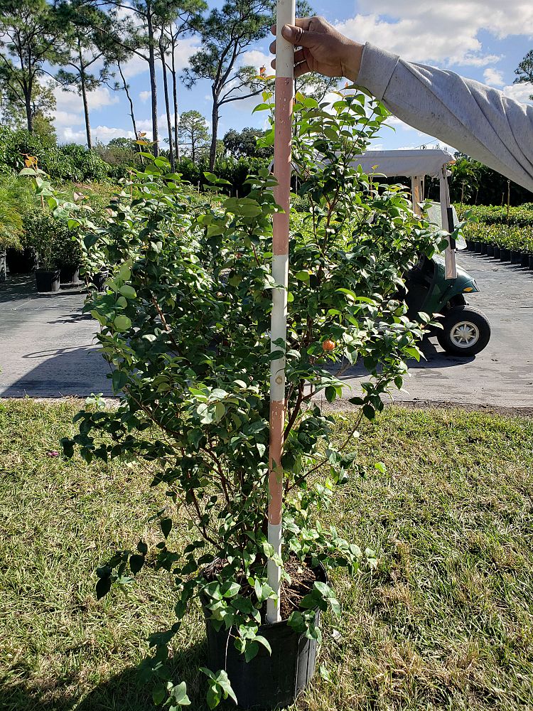eugenia-uniflora-cherry-hedge-surinam-cherry