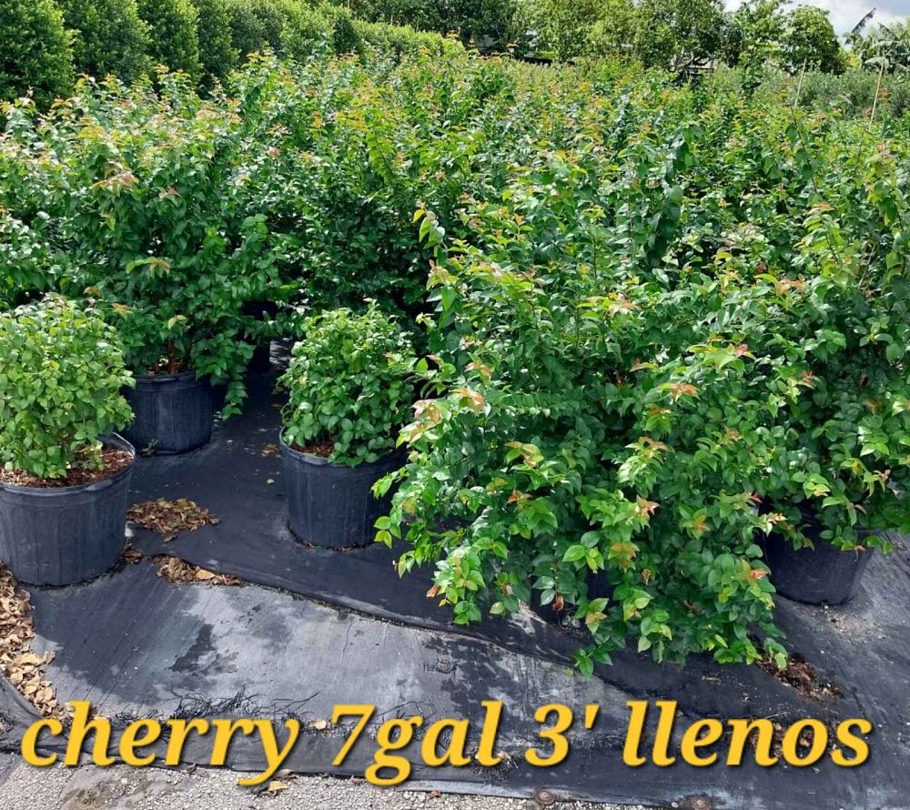 eugenia-uniflora-cherry-hedge-surinam-cherry