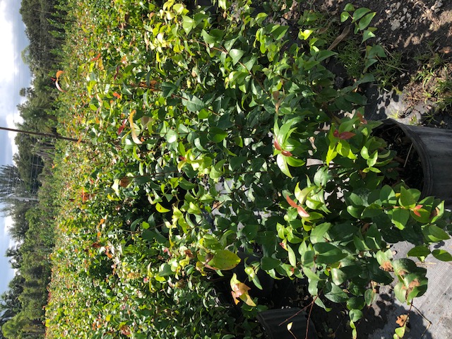 eugenia-uniflora-cherry-hedge-surinam-cherry