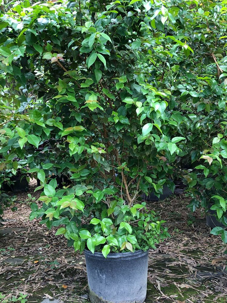 eugenia-uniflora-cherry-hedge-surinam-cherry