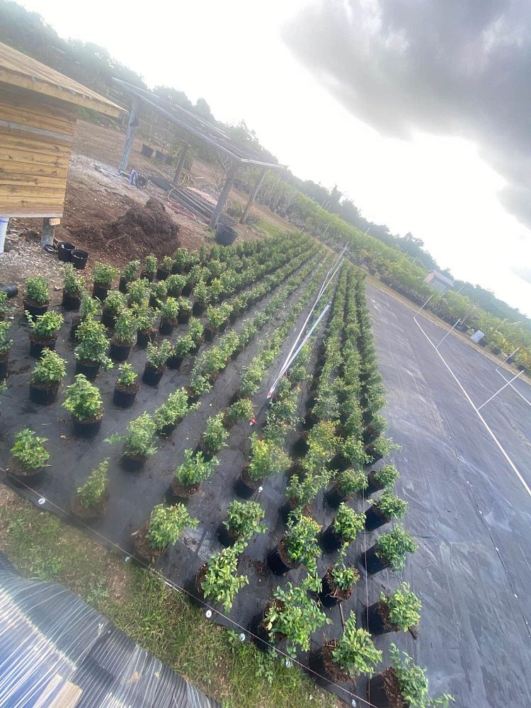 eugenia-uniflora-cherry-hedge-surinam-cherry