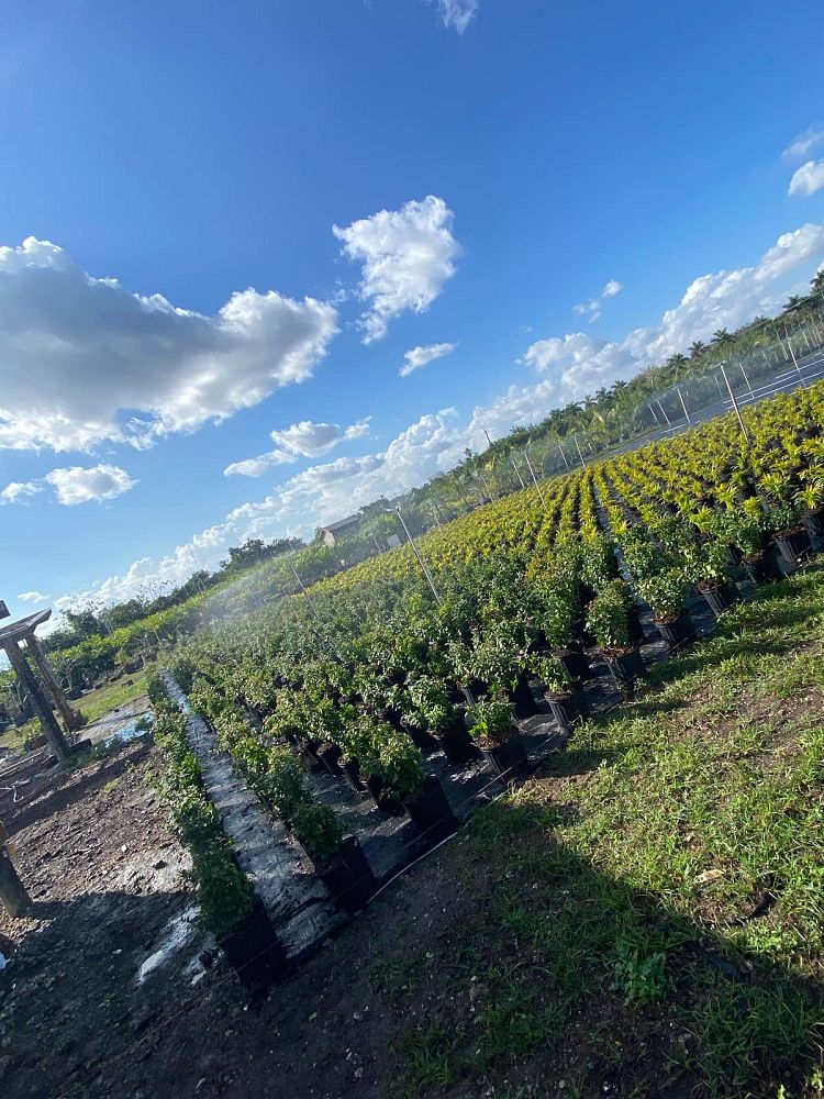 eugenia-uniflora-cherry-hedge-surinam-cherry