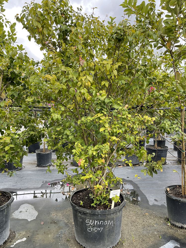 eugenia-uniflora-cherry-hedge-surinam-cherry