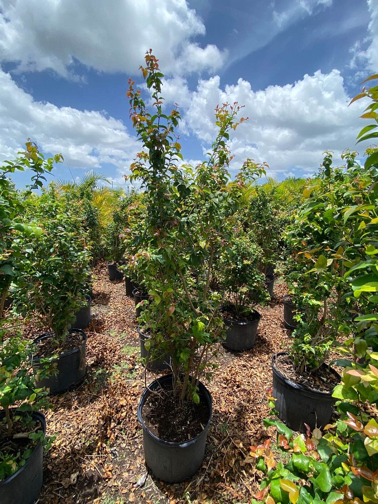 eugenia-uniflora-cherry-hedge-surinam-cherry