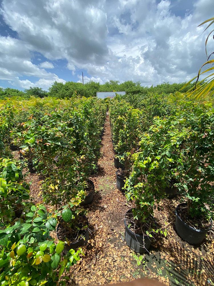 eugenia-uniflora-cherry-hedge-surinam-cherry