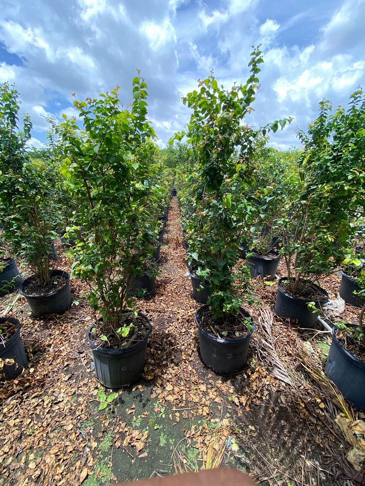eugenia-uniflora-cherry-hedge-surinam-cherry