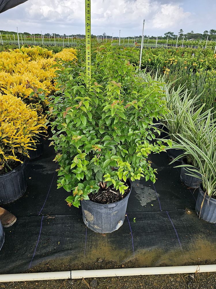 eugenia-uniflora-cherry-hedge-surinam-cherry