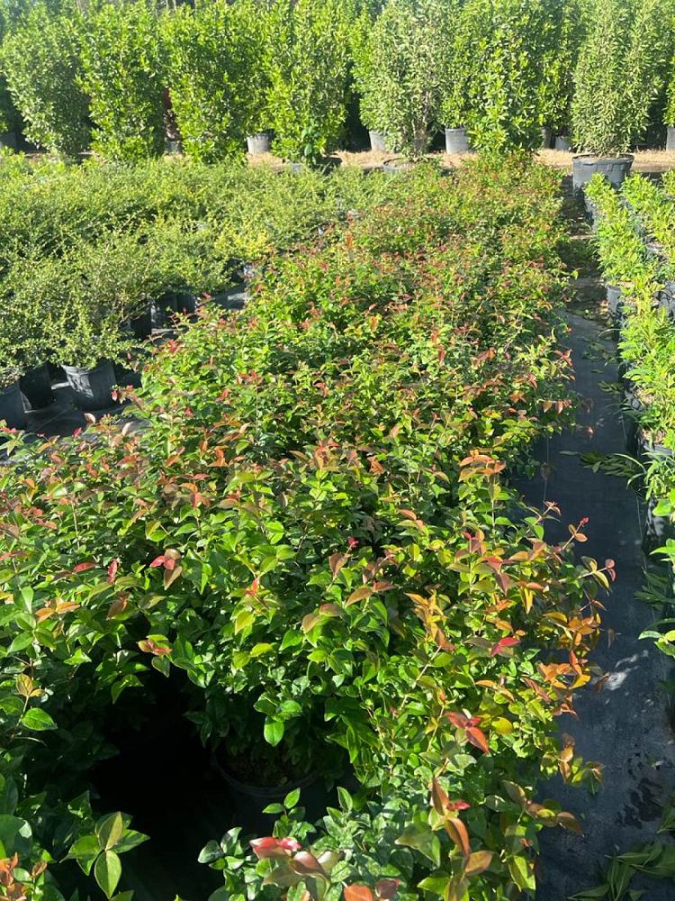 eugenia-uniflora-cherry-hedge-surinam-cherry