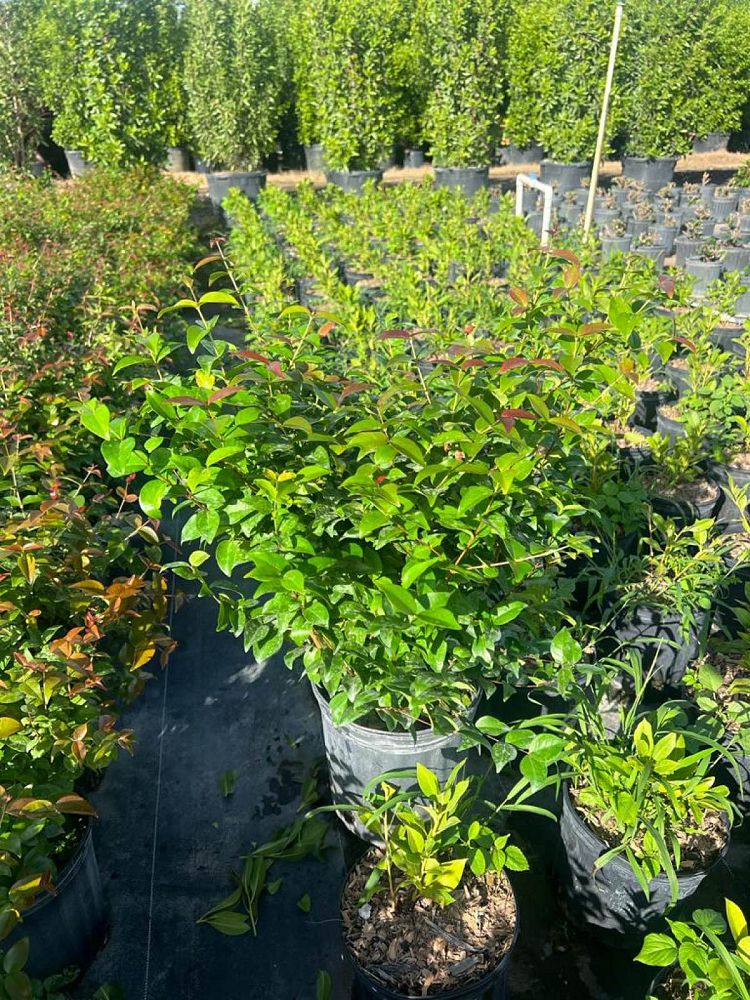 eugenia-uniflora-cherry-hedge-surinam-cherry