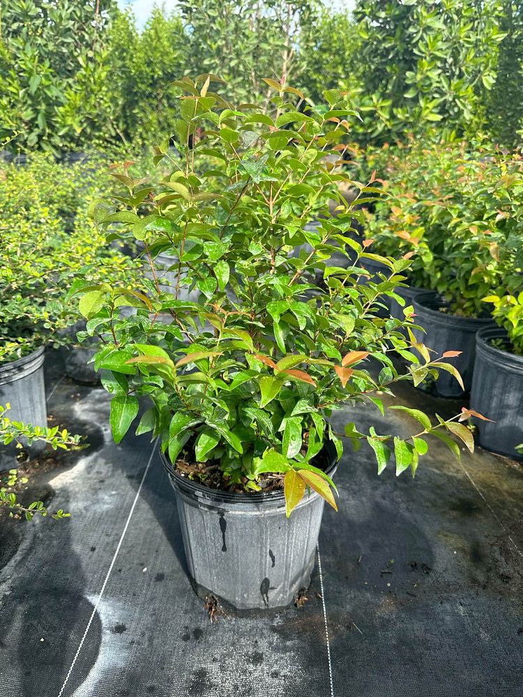 eugenia-uniflora-cherry-hedge-surinam-cherry