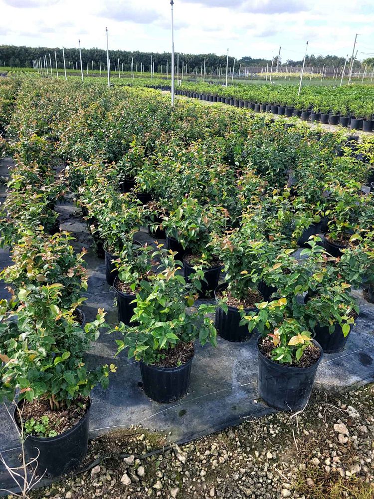 eugenia-uniflora-cherry-hedge-surinam-cherry