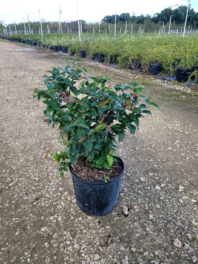 eugenia-uniflora-cherry-hedge-surinam-cherry
