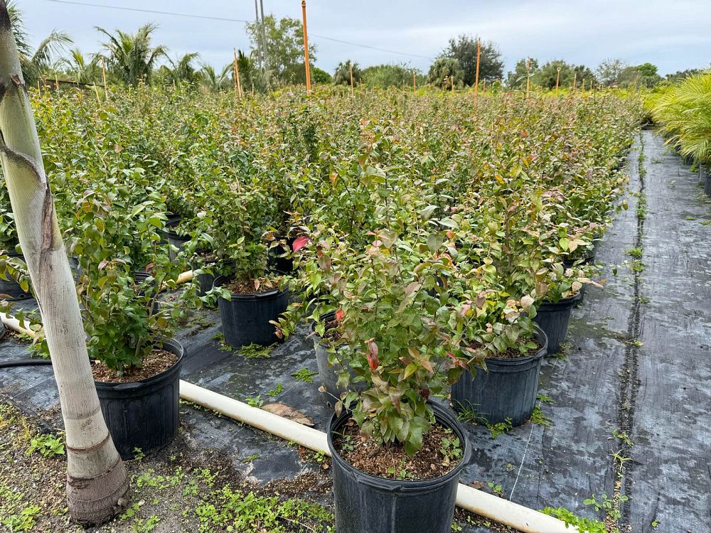 eugenia-uniflora-cherry-hedge-surinam-cherry