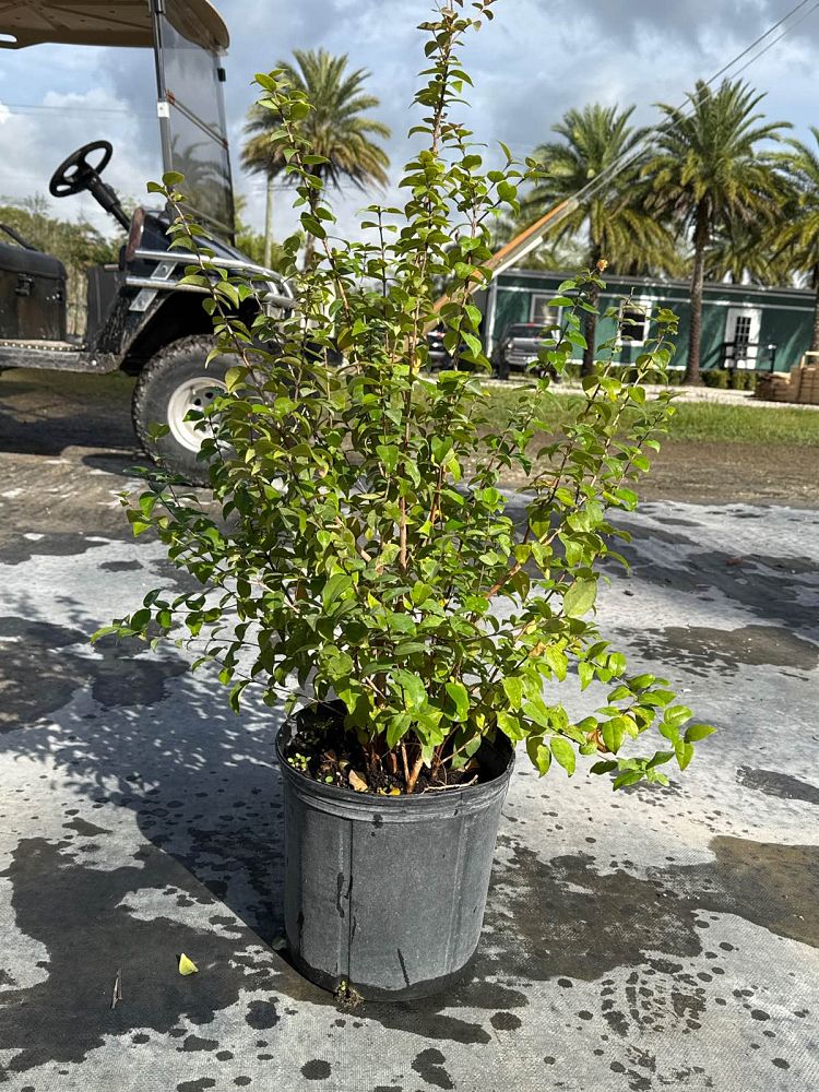 eugenia-uniflora-cherry-hedge-surinam-cherry