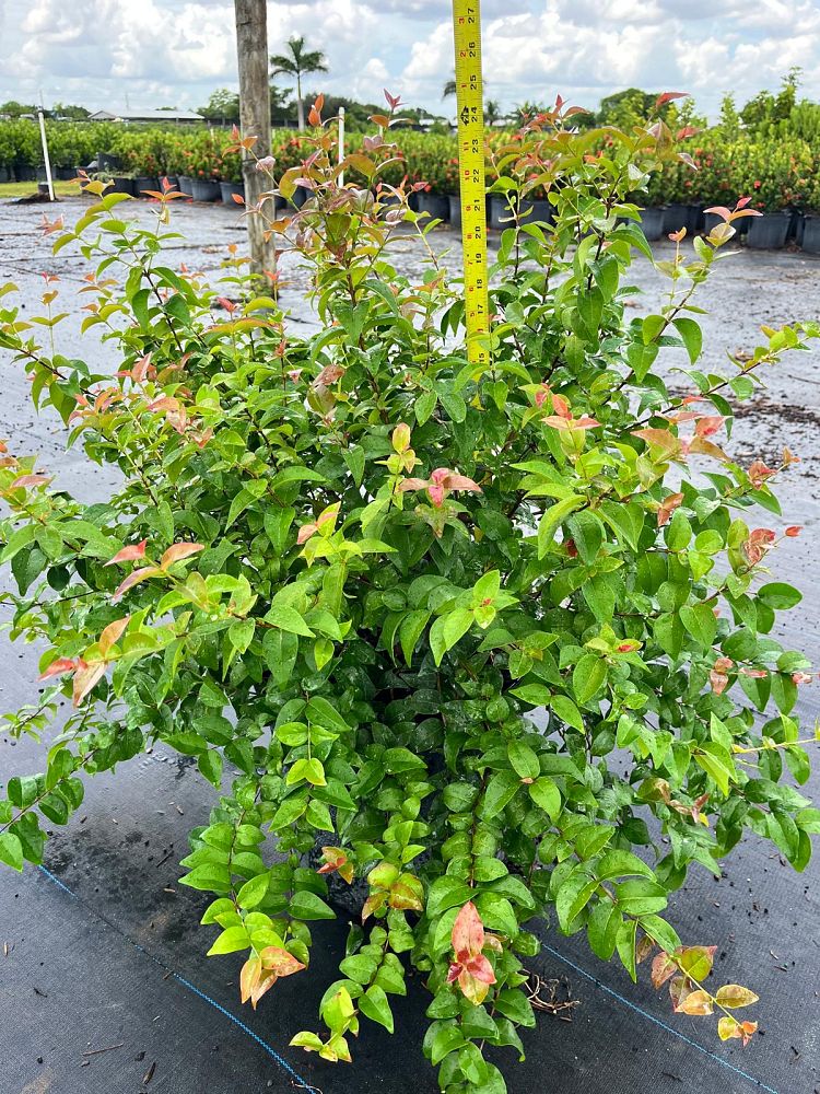 eugenia-uniflora-cherry-hedge-surinam-cherry