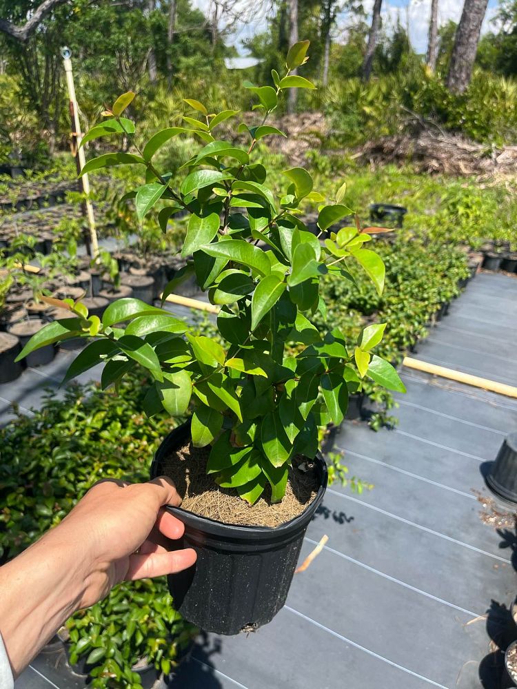 eugenia-uniflora-cherry-hedge-surinam-cherry