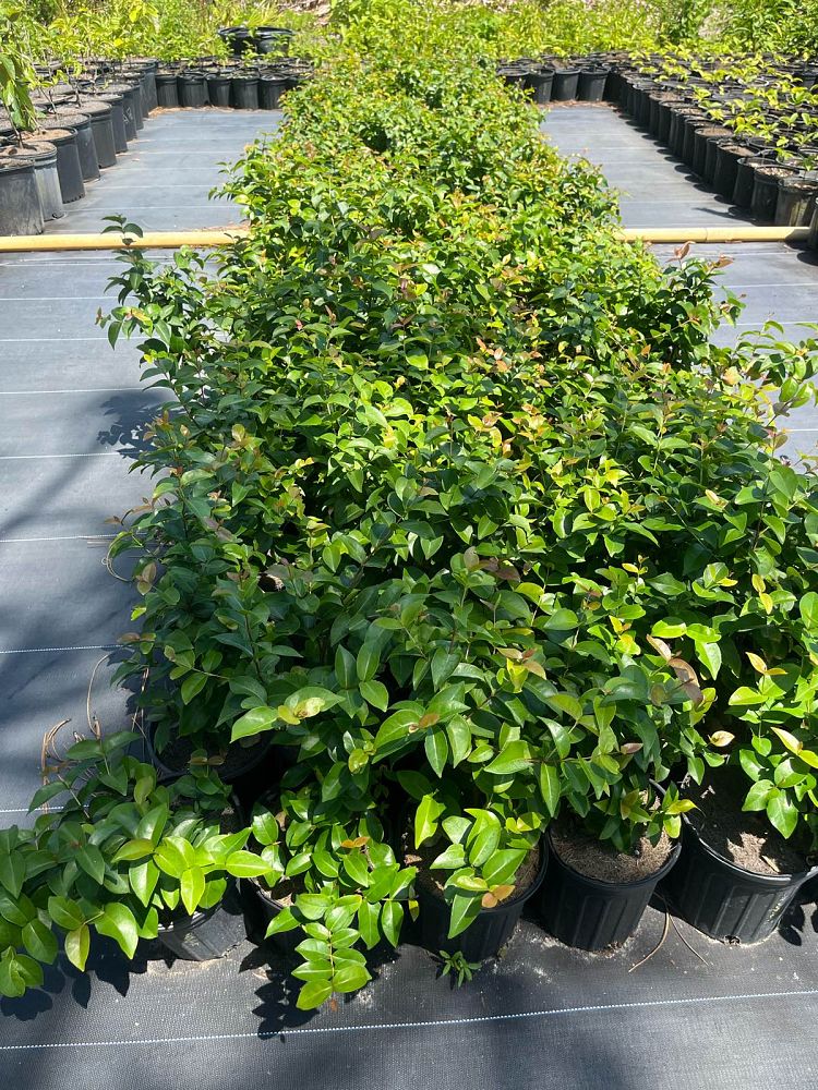 eugenia-uniflora-cherry-hedge-surinam-cherry