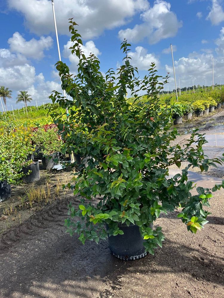 eugenia-uniflora-cherry-hedge-surinam-cherry