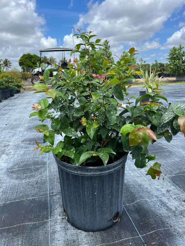 eugenia-uniflora-cherry-hedge-surinam-cherry