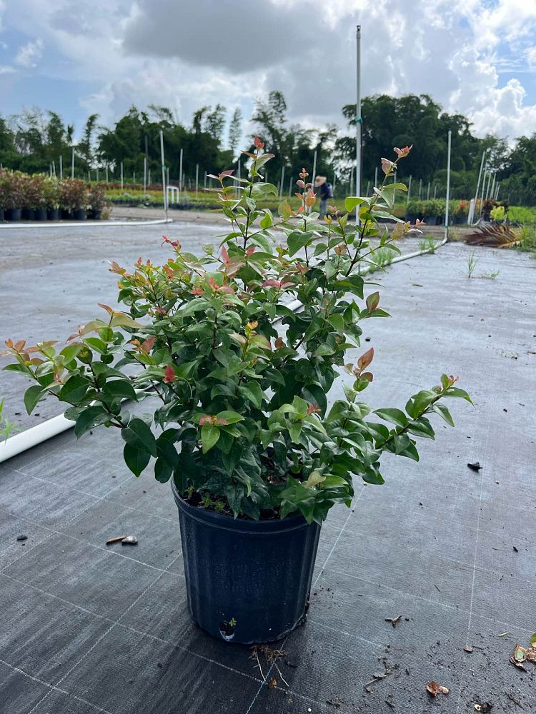 eugenia-uniflora-cherry-hedge-surinam-cherry