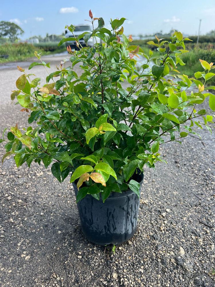 eugenia-uniflora-cherry-hedge-surinam-cherry