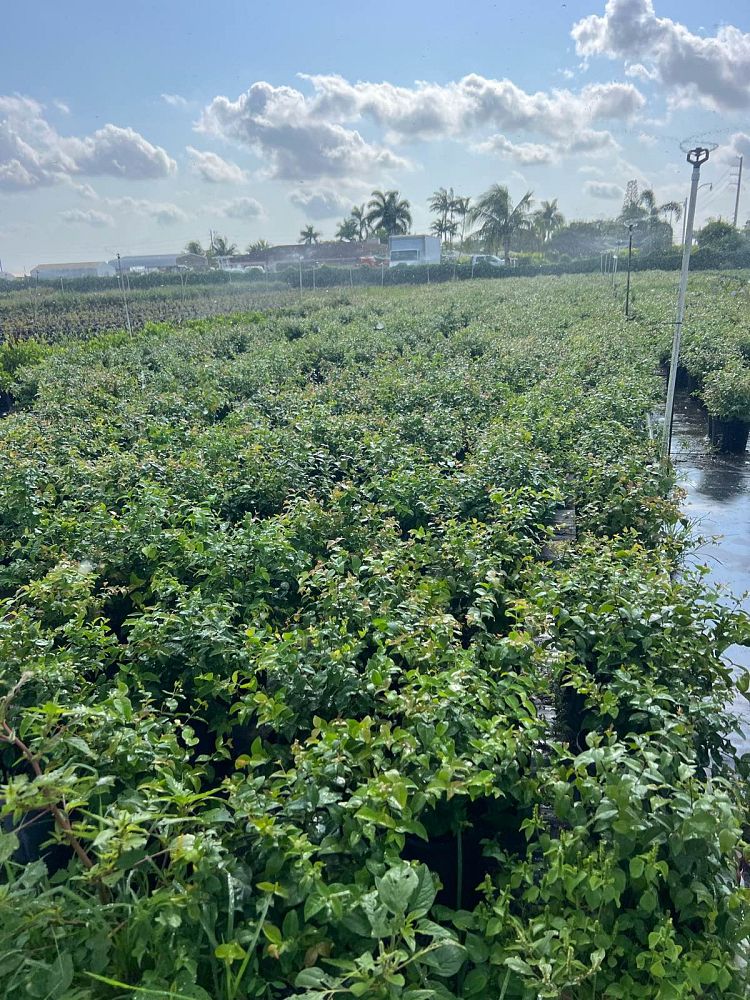 eugenia-uniflora-cherry-hedge-surinam-cherry