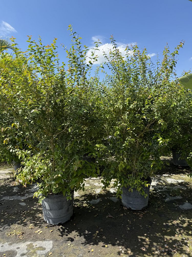 eugenia-uniflora-cherry-hedge-surinam-cherry