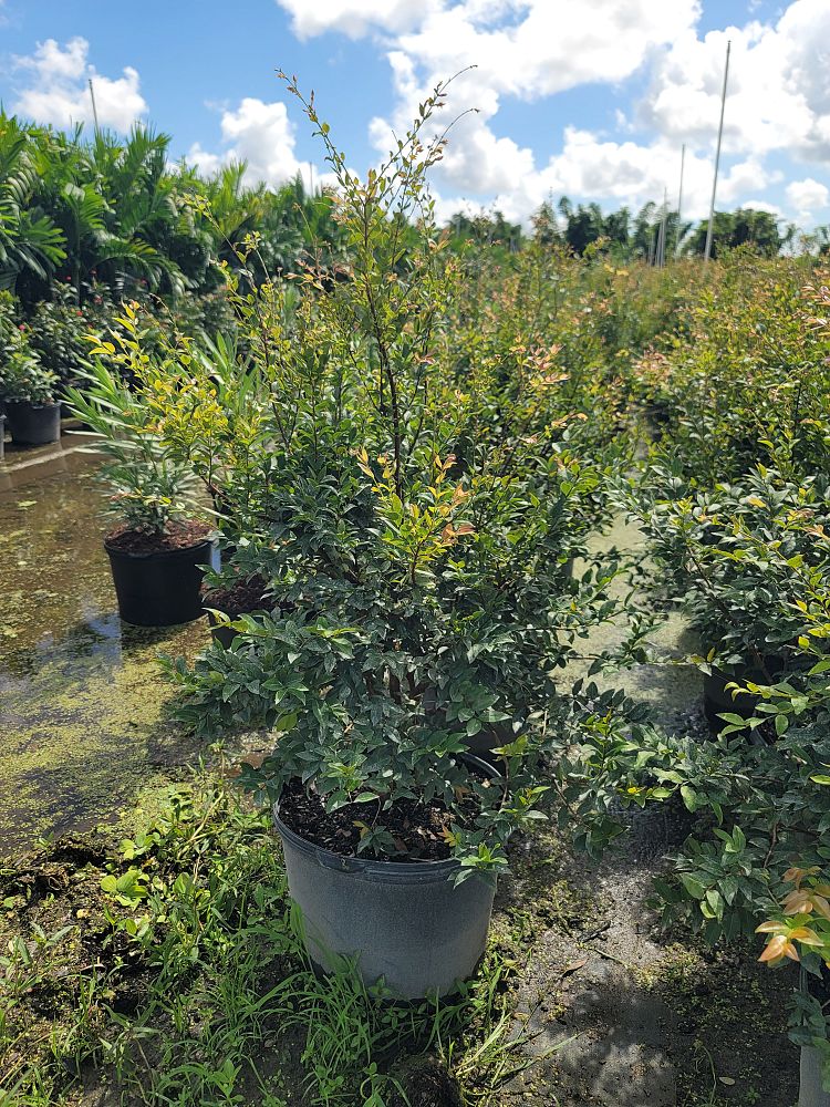 eugenia-uniflora-cherry-hedge-surinam-cherry